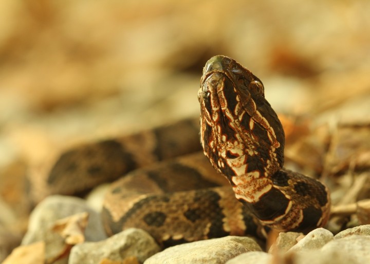 Cottonmouth